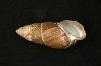 臺灣長蝸牛藏品圖，第2張